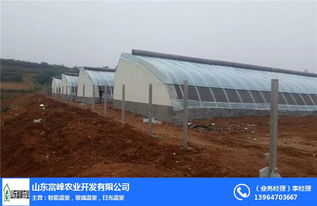 菏澤日光溫室 富峰農業的科技綠色新篇章