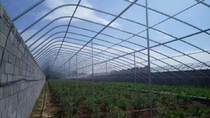 日光溫室大棚 農業現代化的關鍵力量與博盛溫室的雙重賦能